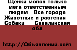 Щенки мопса только мега-ответственным людям - Все города Животные и растения » Собаки   . Сахалинская обл.